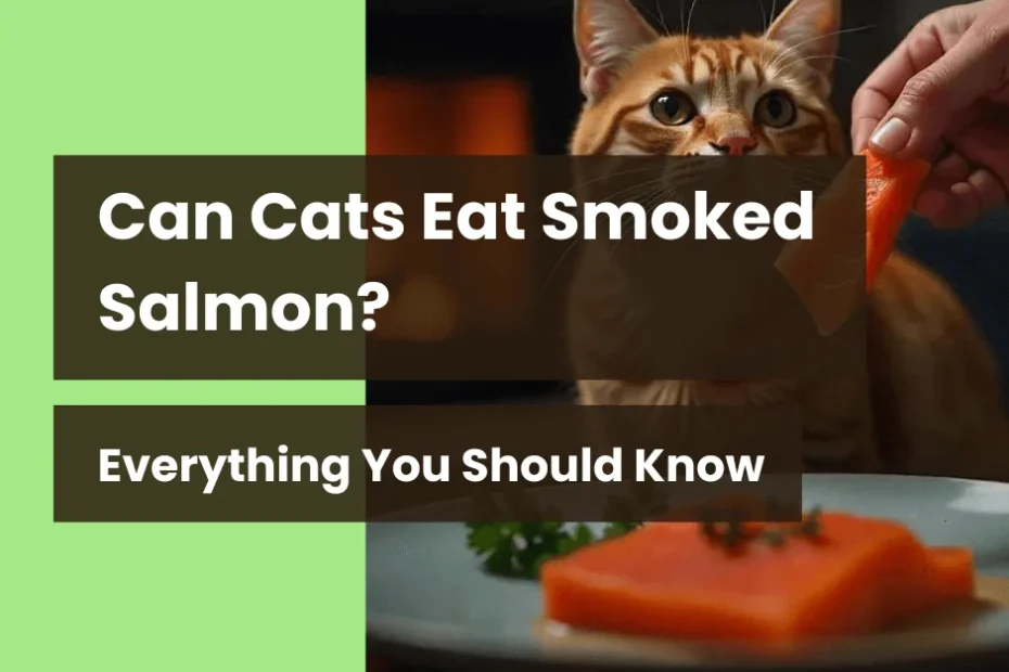 Can-Cats-Eat-Smoked-Salmon